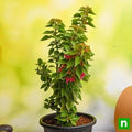 Bougainvillea Dwarf pink - 8" Pot