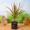 Dracaena Colorama - 10" Grow bag
