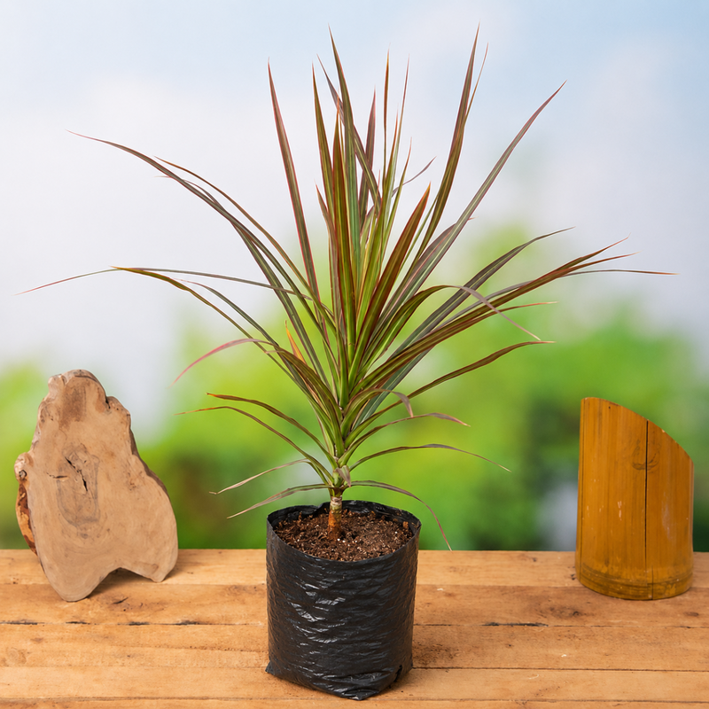Dracaena Colorama - 10" Grow bag