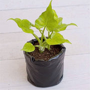 Philodendron Selloum Green
