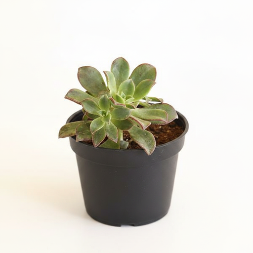 Aeonium decorum Tricolor - Succulent - 3" Pot