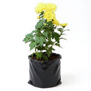 Chrysanthemum Mixed