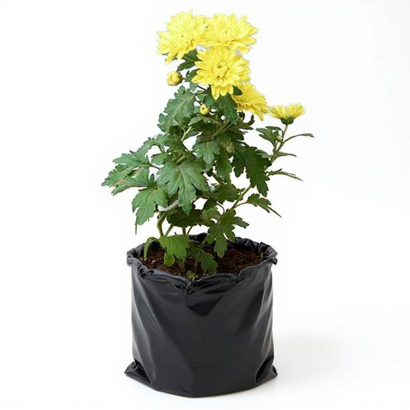 Chrysanthemum Mixed