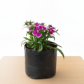 Dianthus Mixed - 6" Grow bag