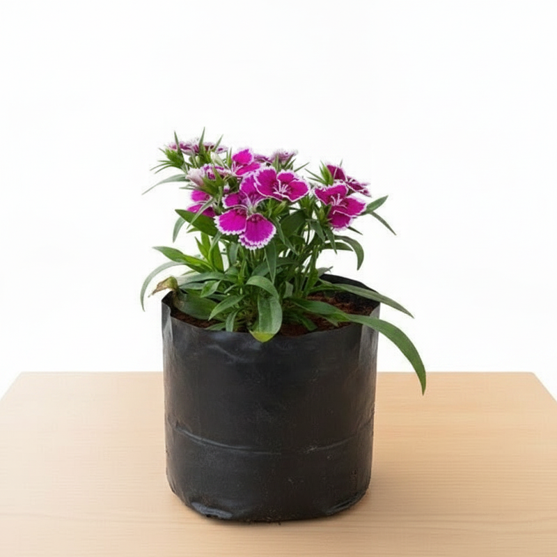 Dianthus Mixed - 6" Grow bag