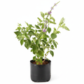 Stachytarpheta Purple - 6" Grow bag