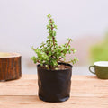 Elephant Bush - 6" Grow bag