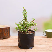 sku:PLT-ELEPHANTBUSH-B06-NA