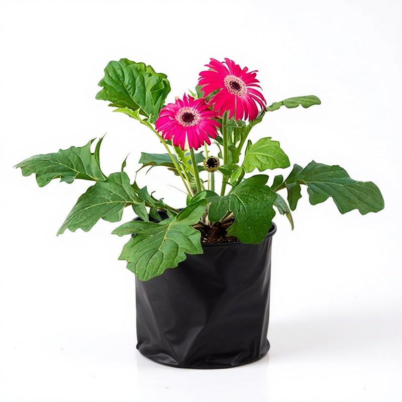 Gerbera Pink - 6" Grow bag