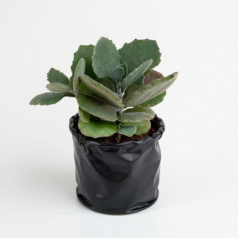Kalanchoe Pumila
