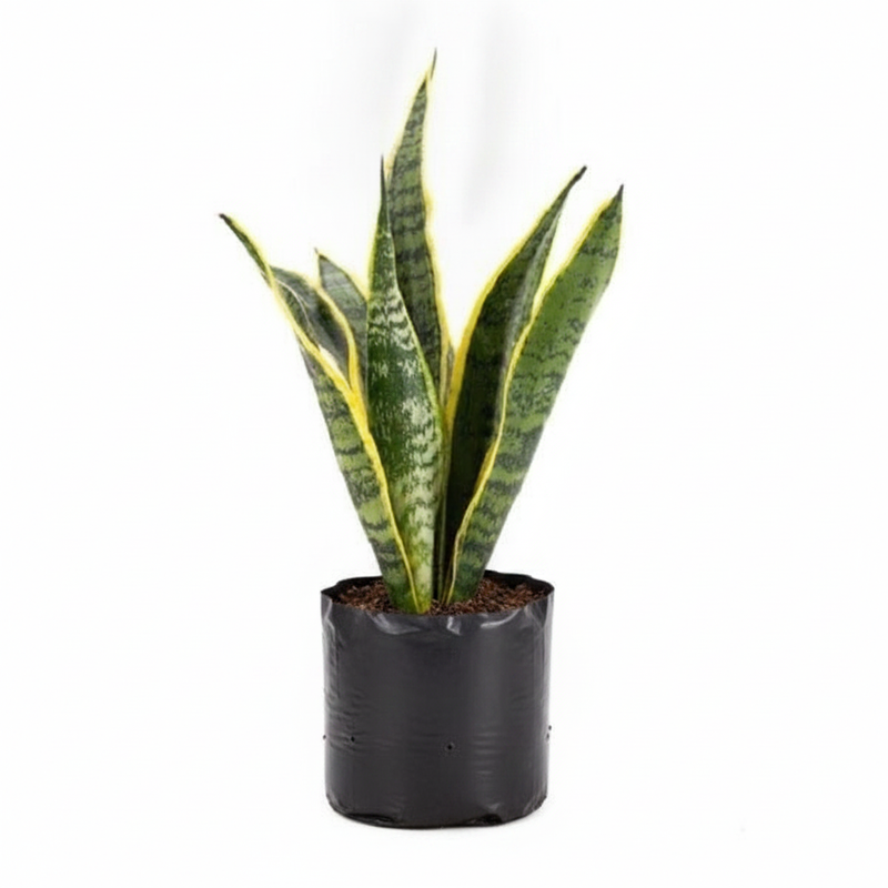 Sansevieria Laurentii Variegated - 10" Grow bag