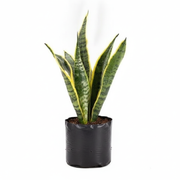 sku:PLT-SANSEVIERIAL-B10-VAR