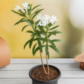 Oleander White - 8" Pot