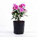 Vinca Periwinkle Lavender - 6" Grow bag