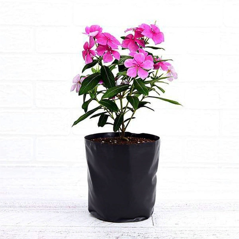 Vinca Periwinkle Lavender - 6" Grow bag