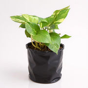 Money Plant Golden