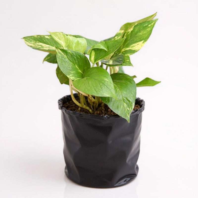 Money Plant Golden