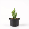 Opuntia monacantha - Cactus - 3" Pot