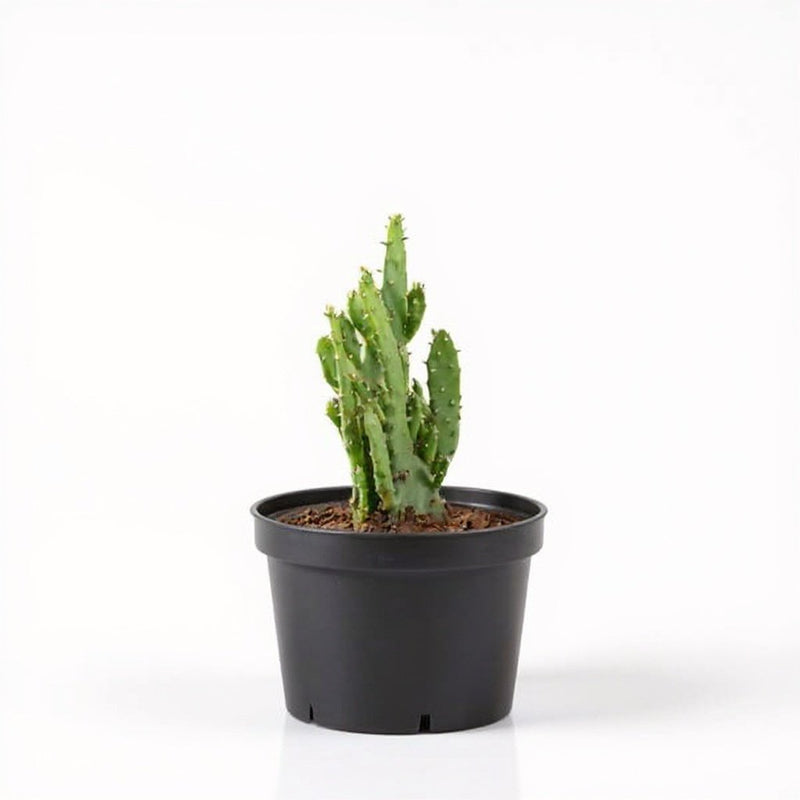 Opuntia monacantha - Cactus - 3" Pot