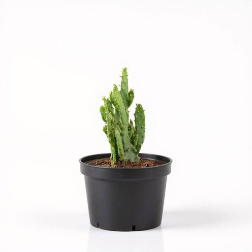 Opuntia monacantha - Cactus - 3" Pot
