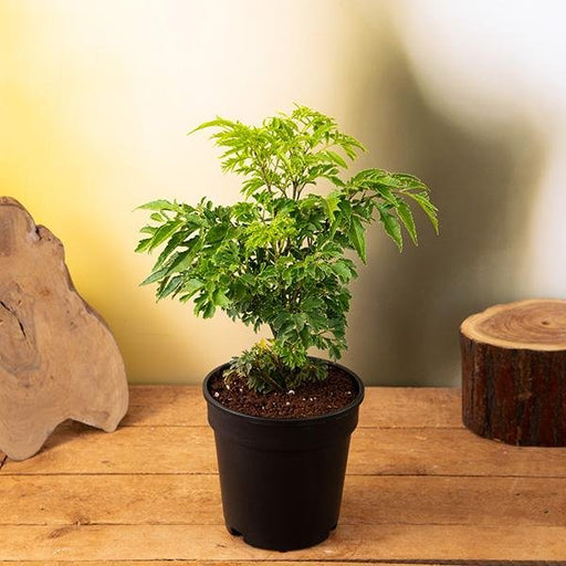 Aralia Green - 5" Pot