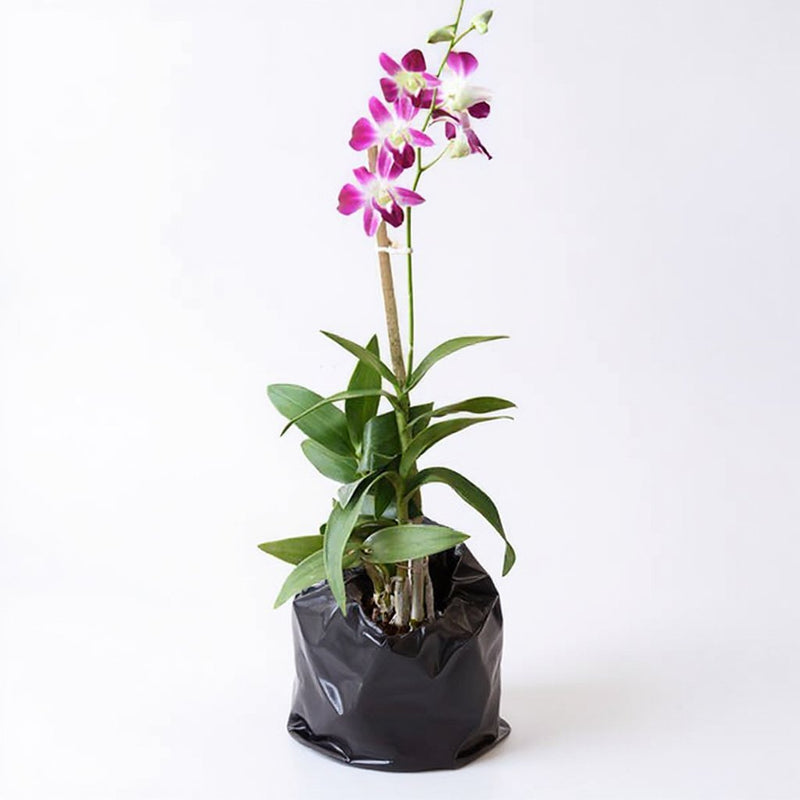 Dendrobium Orchid