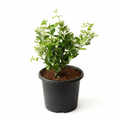 Jasmine Juhi - 8" Pot