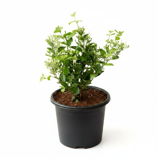 Jasmine Juhi - 8" Pot