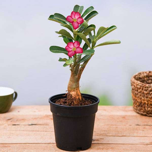 Desert Rose Grafted Any Color - 4" Pot
