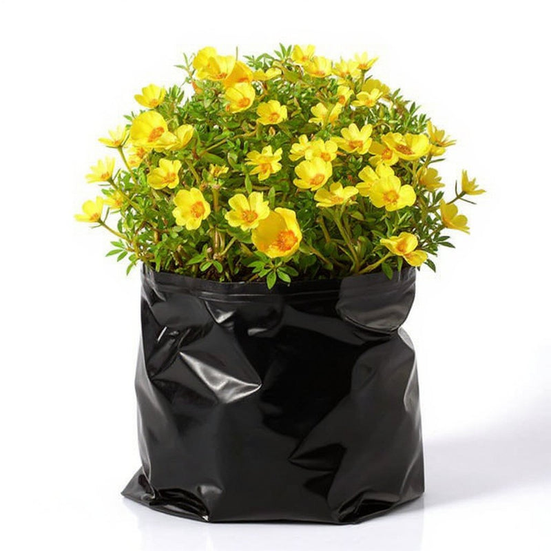 Portulaca Yellow