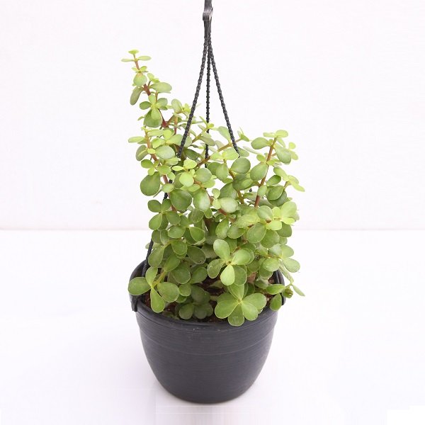 Jade Plant - 7" Hanging basket