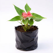 Anthurium White