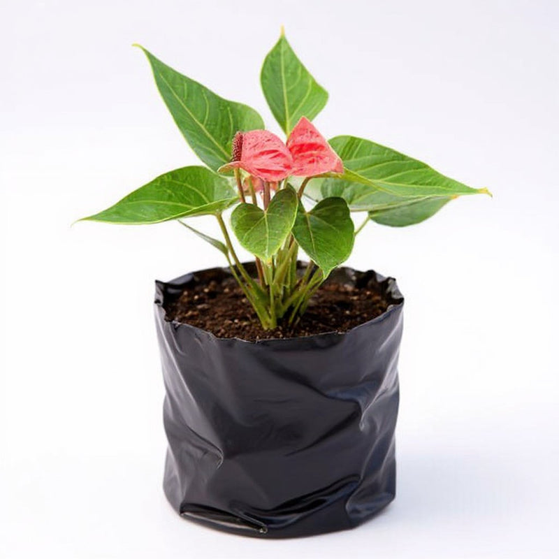 Anthurium White