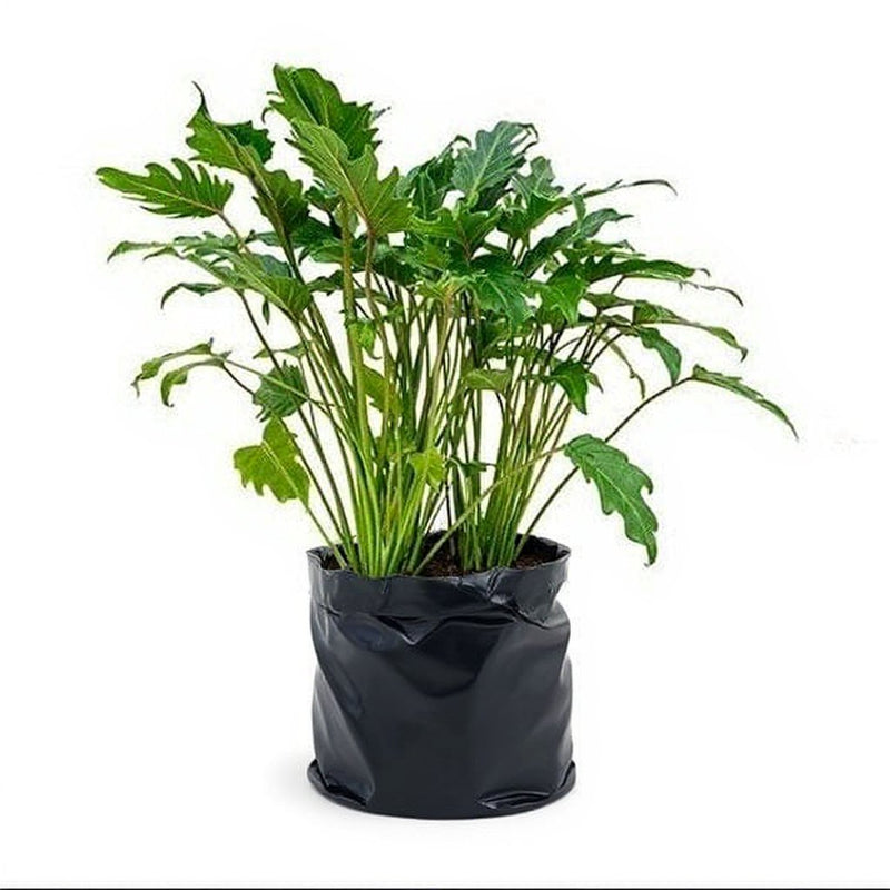 Philodendron lacerum