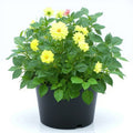Dahlia Yellow - 5" Pot
