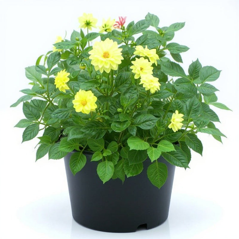 Dahlia Yellow - 5" Pot