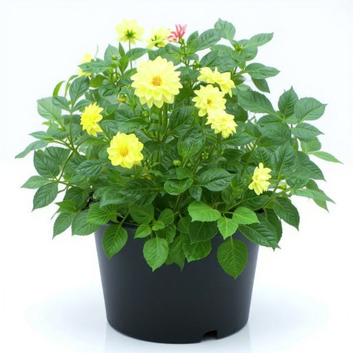 Dahlia Yellow - 5" Pot