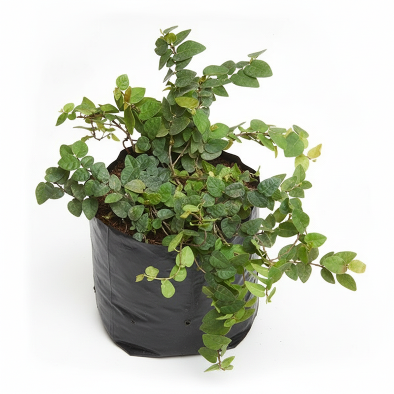 Creeping Fig - 6" Grow bag