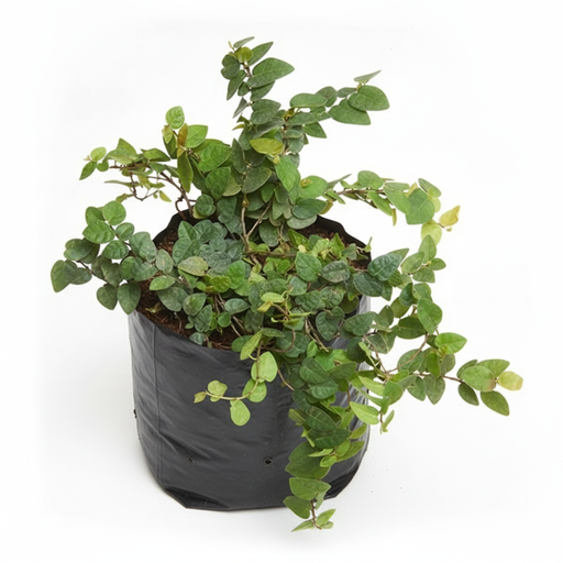 Creeping Fig - 6" Grow bag