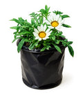 Gazania White - 6" Grow bag