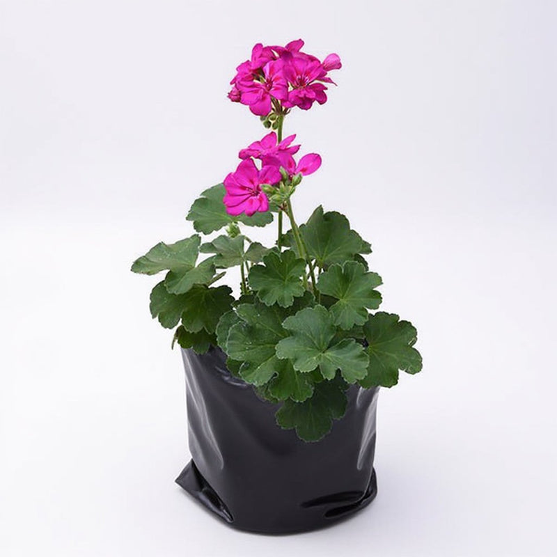 Geranium Ivy, Geranium Creeper Baby Pink