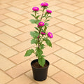 Globe Amaranth - 5" Pot