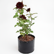 Rose Maroon - 10" Grow bag