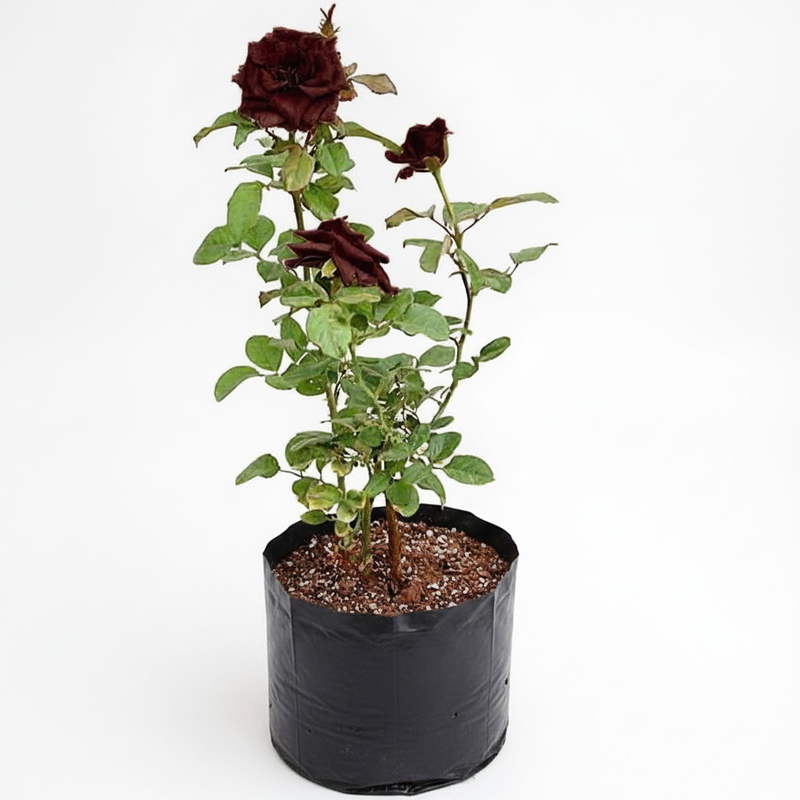 Rose Maroon - 10" Grow bag