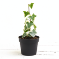 English Ivy Variegated - 3" Pot