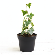 English Ivy Variegated - 3" Pot