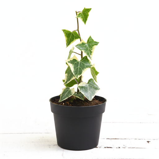 English Ivy Variegated - 5" Pot