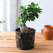 Ficus Bonsai