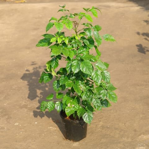 China Doll plant - 10" Pot