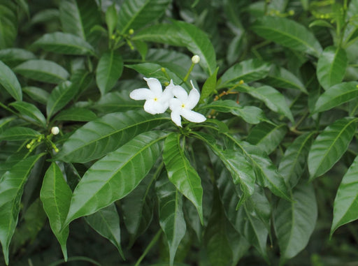 Chandni White - 10" Grow bag